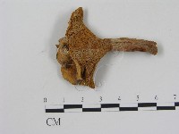 乳菇屬藏品圖，第1張