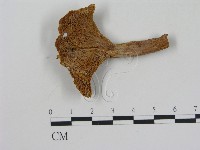 乳菇屬藏品圖，第3張