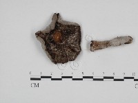 登錄號:F0010124藏品圖，第3張