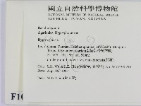 濕傘屬藏品圖，第2張