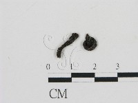 濕傘屬藏品圖，第3張