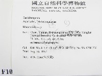 微皮傘屬藏品圖，第2張