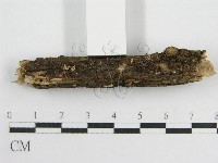 微皮傘屬藏品圖，第4張