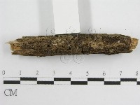 微皮傘屬藏品圖，第5張