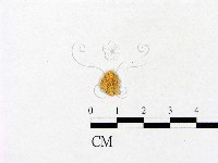 登錄號:F0010128藏品圖，第3張