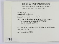 濕傘屬藏品圖，第2張