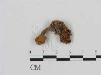 濕傘屬藏品圖，第1張