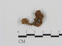 濕傘屬藏品圖，第3張