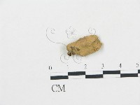 登錄號:F0010130藏品圖，第1張