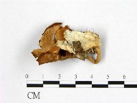 登錄號:F0010132藏品圖，第3張