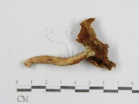 紅菇屬藏品圖，第1張