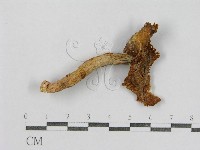 紅菇屬藏品圖，第3張