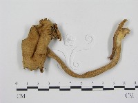 登錄號:F0010136藏品圖，第3張