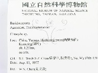 杯傘屬藏品圖，第2張