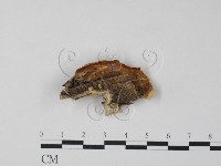 栓菌屬藏品圖，第3張