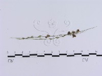 登錄號:F0010142藏品圖，第1張