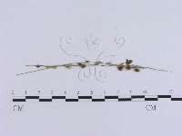 登錄號:F0010142藏品圖，第3張