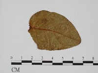 登錄號:F0010143藏品圖，第3張