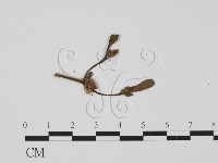 登錄號:F0010144藏品圖，第1張