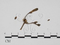 登錄號:F0010144藏品圖，第3張