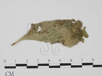 登錄號:F0010146藏品圖，第1張