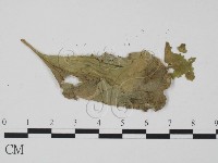 登錄號:F0010146藏品圖，第3張