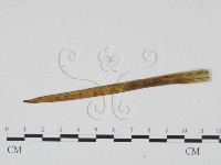 登錄號:F0010147藏品圖，第1張