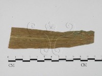 登錄號:F0010150藏品圖，第1張