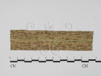 登錄號:F0010154藏品圖，第1張