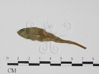 登錄號:F0010155藏品圖，第1張