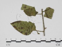 登錄號:F0010157藏品圖，第3張