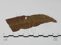 登錄號:F0010160藏品圖，第1張