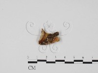 登錄號:F0010165藏品圖，第1張