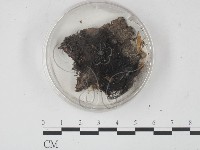 登錄號:F0010171藏品圖，第1張