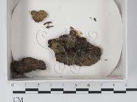 登錄號:F0010172藏品圖，第1張