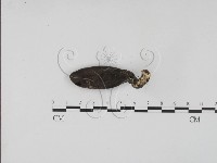 登錄號:F0010173藏品圖，第3張