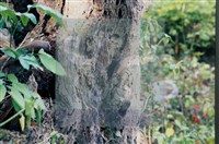 登錄號:F0010173藏品圖，第5張