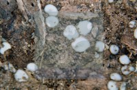 登錄號:F0010174藏品圖，第5張