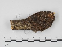 登錄號:F0010175藏品圖，第1張