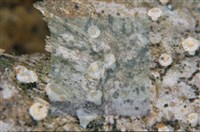 登錄號:F0010177藏品圖，第4張