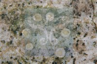 登錄號:F0010177藏品圖，第5張