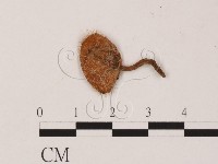 登錄號:F0010178藏品圖，第1張