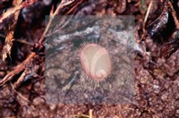 登錄號:F0010178藏品圖，第4張