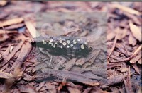 登錄號:F0010180藏品圖，第3張