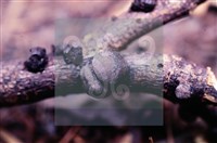 登錄號:F0010181藏品圖，第4張