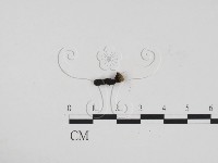 炭角菌屬藏品圖，第1張