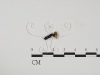 炭角菌屬藏品圖，第3張