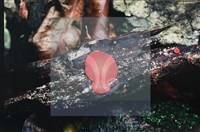 登錄號:F0010183藏品圖，第4張