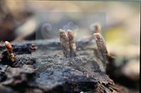 登錄號:F0010184藏品圖，第5張