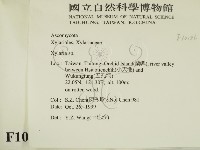 炭角菌屬藏品圖，第2張
